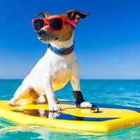 Taking your dog on holiday - 29,251 Apartments & Holiday Homes