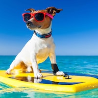 Taking your dog on holiday - 29,995 Apartments & Holiday Homes