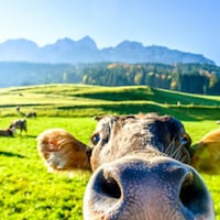 Farm holidays - 723 Apartments & Holiday Homes