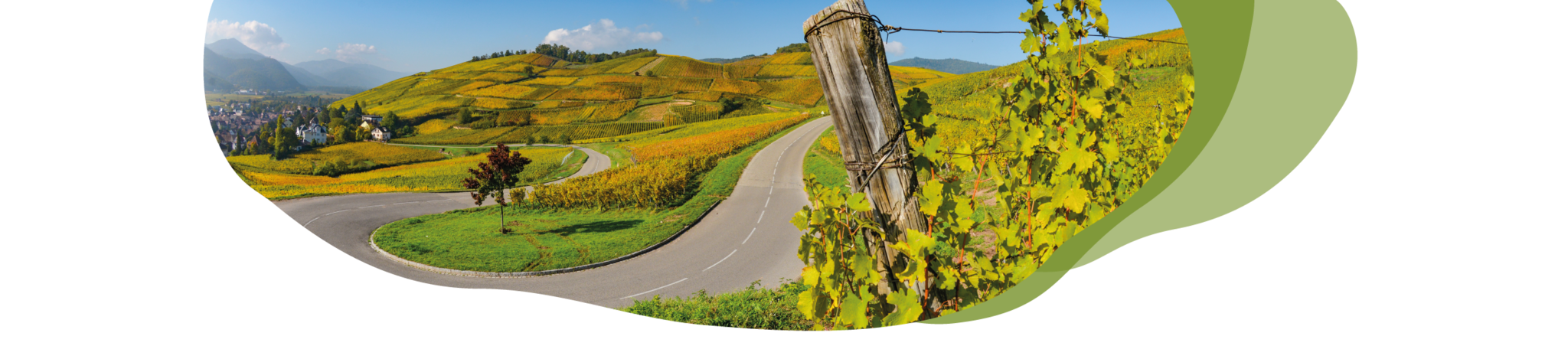Weinstraße Elsass Header