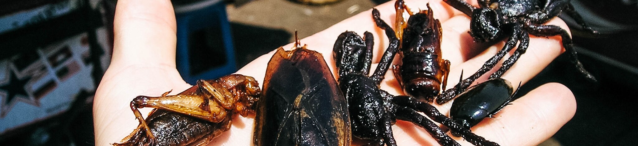 Insekten auf der Hand