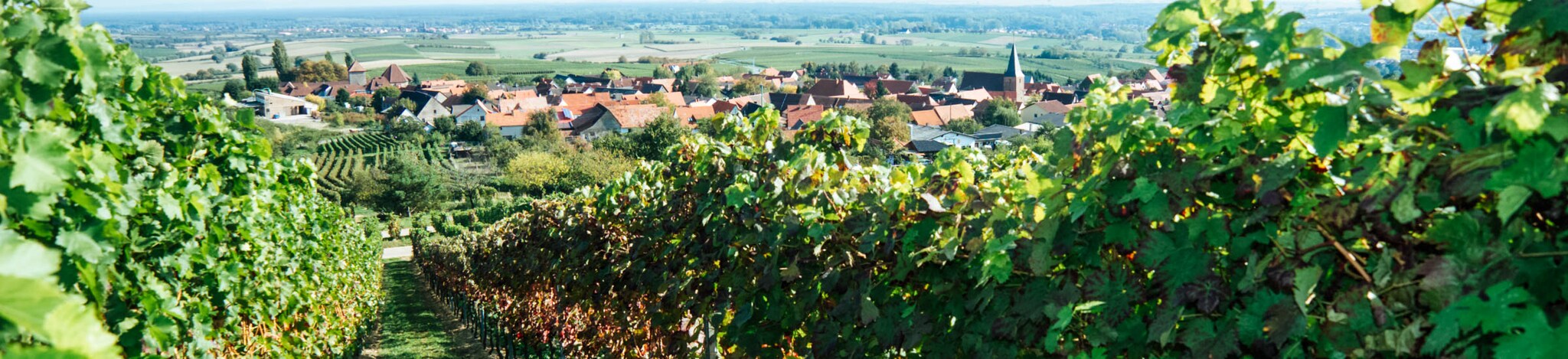 Weinberge in der Pfalz mit Blick auf eine kleine Ortschaft – Deutsche Weinstraße
